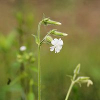 Дрема белая :: Татьяна Тюменка