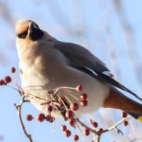 Свиристель. :: Виктор Иванович Чернюк Свиристель. :: Виктор Иванович Чернюк