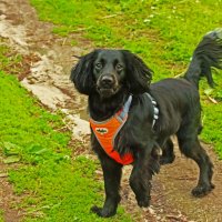 Июнь...И черный, и злой песик! :: Владимир 