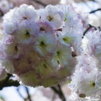 Бледно розовая Сакура :: Валентин Семчишин Бледно розовая Сакура :: Валентин Семчишин