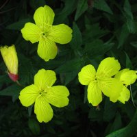 Энотера цветёт :: Людмила Смородинская