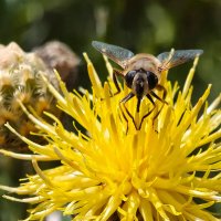 Чо смотришь? :: Валерий Ткаченко