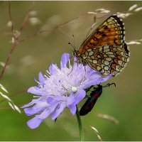 ...лето -это маленькая жизнь... :: Aleksandr Gal