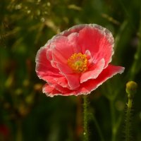 О маке :: Юрий. Шмаков