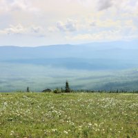 Ветреница цветёт... :: Галина Ильясова