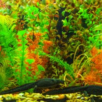 Мой зоопарк - ребристый тритон :: Владимир Максимов