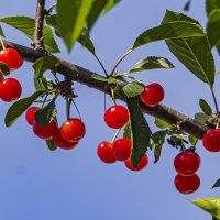 Ягодная диагональ. :: Петр Беляков