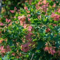 Клен :: Игорь Сикорский