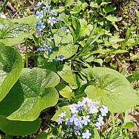 Цвет весны. :: Владимир Драгунский