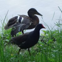 Камышница и кряква :: Рита Симонова