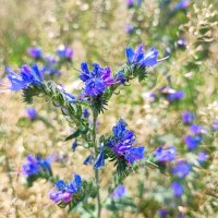 ,,, :: Сергей Тимоновский