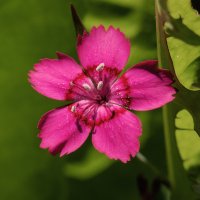 Гвоздичка. :: Лилия *