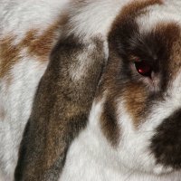 Кроля :: Джованни Луче