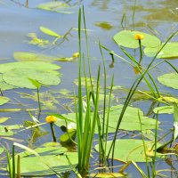 Июнь :: Татьяна Лютаева