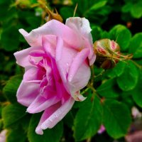 Дождливый июнь :: Галина Бобкина