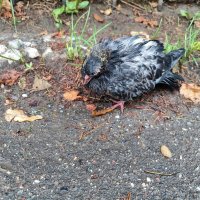 Голубь  (Columba) / Спит малец :: Денис Бочкарёв