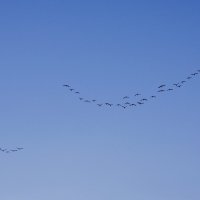 Полет в небе :: Сергей Швечков