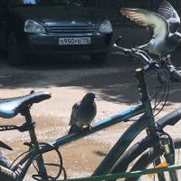 Велосипед и голуби... :: Владимир Павлов