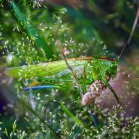 В траве сидел кузнечик, зелененький он был :: Андроник Александр 