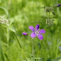 Полевой цветок :: Сергей Швечков