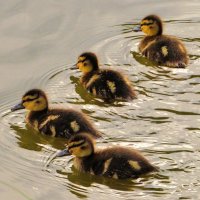 Пополнение в утином семействе :: Андрей Снегерёв Пополнение в утином семействе :: Андрей Снегерёв