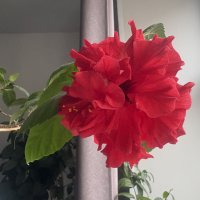 Гибискус :: Наталия Павлова Гибискус :: Наталия Павлова