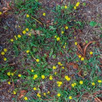 Солнышки! :: Варвара Солнышки! :: Варвара