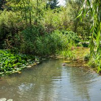 Прогулка по парку.Пруды :: Варвара 