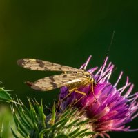 Скорпионница на чертополохе... :: Николай Гирш