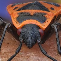 . :: Игорь Осипов