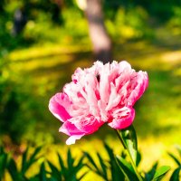 Цветочек :: Валерий Серёгин