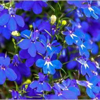 Пето,июнь,цветы... :: Aquarius - Сергей Пето,июнь,цветы... :: Aquarius - Сергей