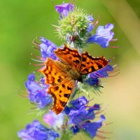 из снятого сегодня 3 :: Александр Прокудин из снятого сегодня 3 :: Александр Прокудин