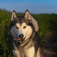 Ярик. :: leff Postnov