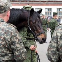 конь особого назначения :: Олег Лукьянов конь особого назначения :: Олег Лукьянов