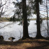 Комарово. Озеро Щучье :: Наталья Герасимова
