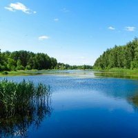 Наше лето :: Милешкин Владимир Алексеевич 