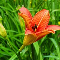 Оранжевый лилейник. :: Милешкин Владимир Алексеевич 