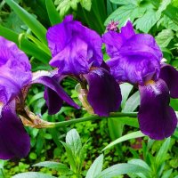 Цветы на городских клумбах. :: Милешкин Владимир Алексеевич 