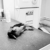 Список важных дел :: Maria Rainer