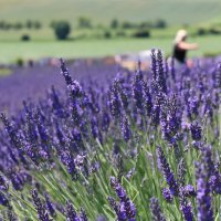 лавандовое море :: Светлана Баталий