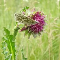 Ветерок :: Валентина Богатко 