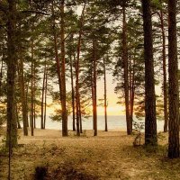 Сосны :: Cергей Кочнев