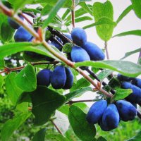 Пора собирать жимолость :: Людмила Смородинская