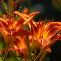 Доброе утро :: Юрий. Шмаков Доброе утро :: Юрий. Шмаков