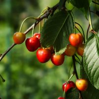 Черешня :: Юрий. Шмаков