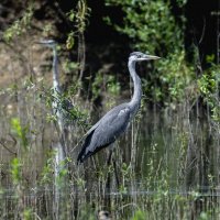 цапля серая :: юрий макаров