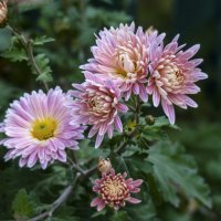 Наши хризантемы :: Валентин Семчишин