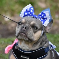 Москва. Парад французских бульдогов в усадьбе «Воронцово». :: Наташа *****