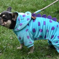 Москва. Парад французских бульдогов в усадьбе «Воронцово». :: Наташа *****